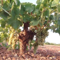 Il vitigno Airen, il più coltivato in Spagna