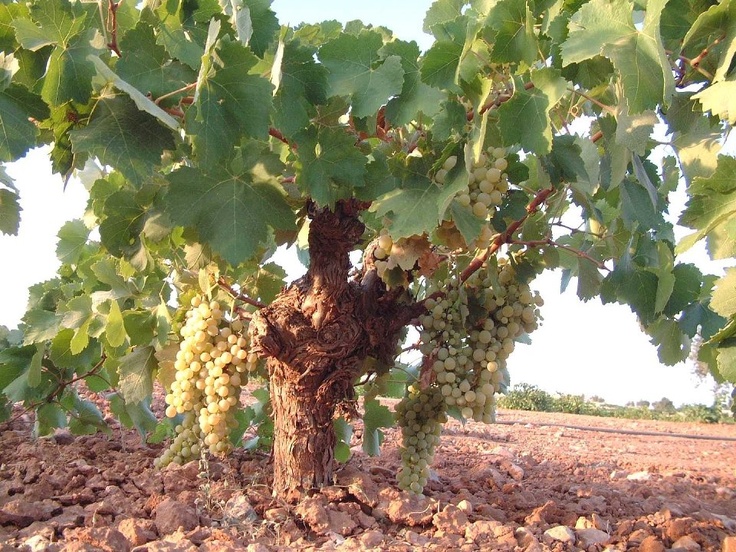 Il vitigno Airen, il più coltivato in Spagna