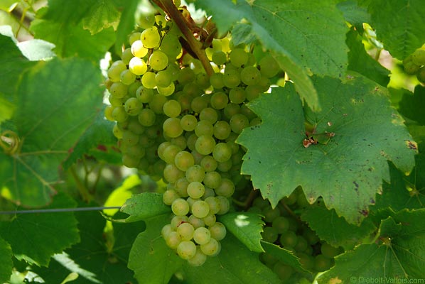 Lo Chardonnay, il più pregiato tra i  vitigni a bacca bianca ha un padre nobile e una madre popolana!