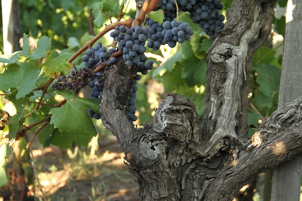 Indici climatici utili in viticoltura