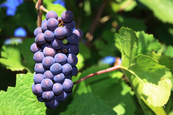 Il Pinot noir è il decimo vitigno più coltivato in Francia