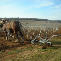 Cavallo al Domaine de la Romanée Conti foto di Roberto Ambrosini