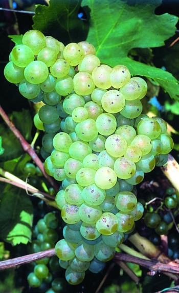 I vini della Côtes du Rhône parte terza