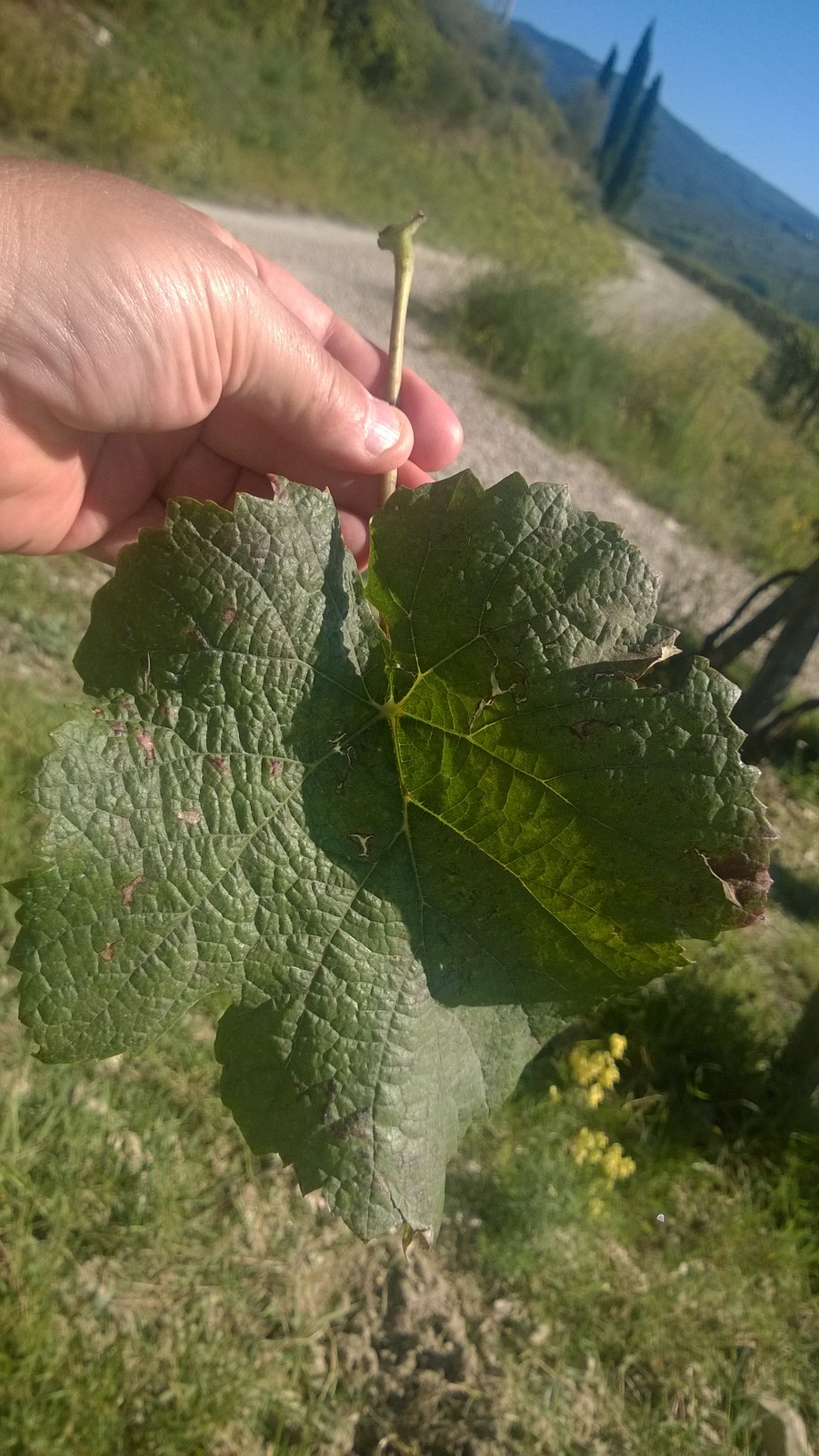 Impariamo a riconoscere i vitigni dalla foglia