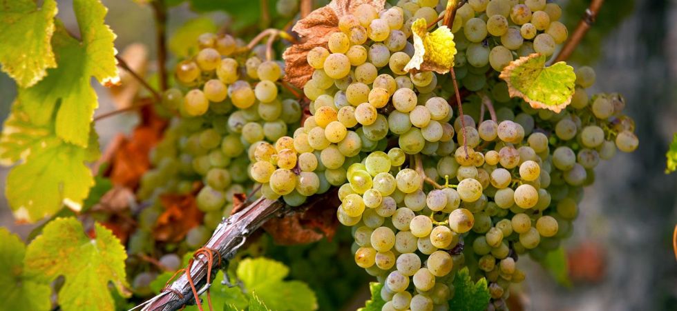 Vitigni poco conosciuti in Italia: il Pedro Ximénez