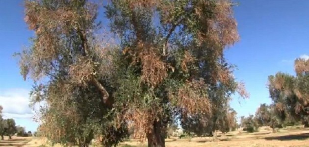 La Xylella fastidiosa sta uccidendo gli ulivi del Salento ?