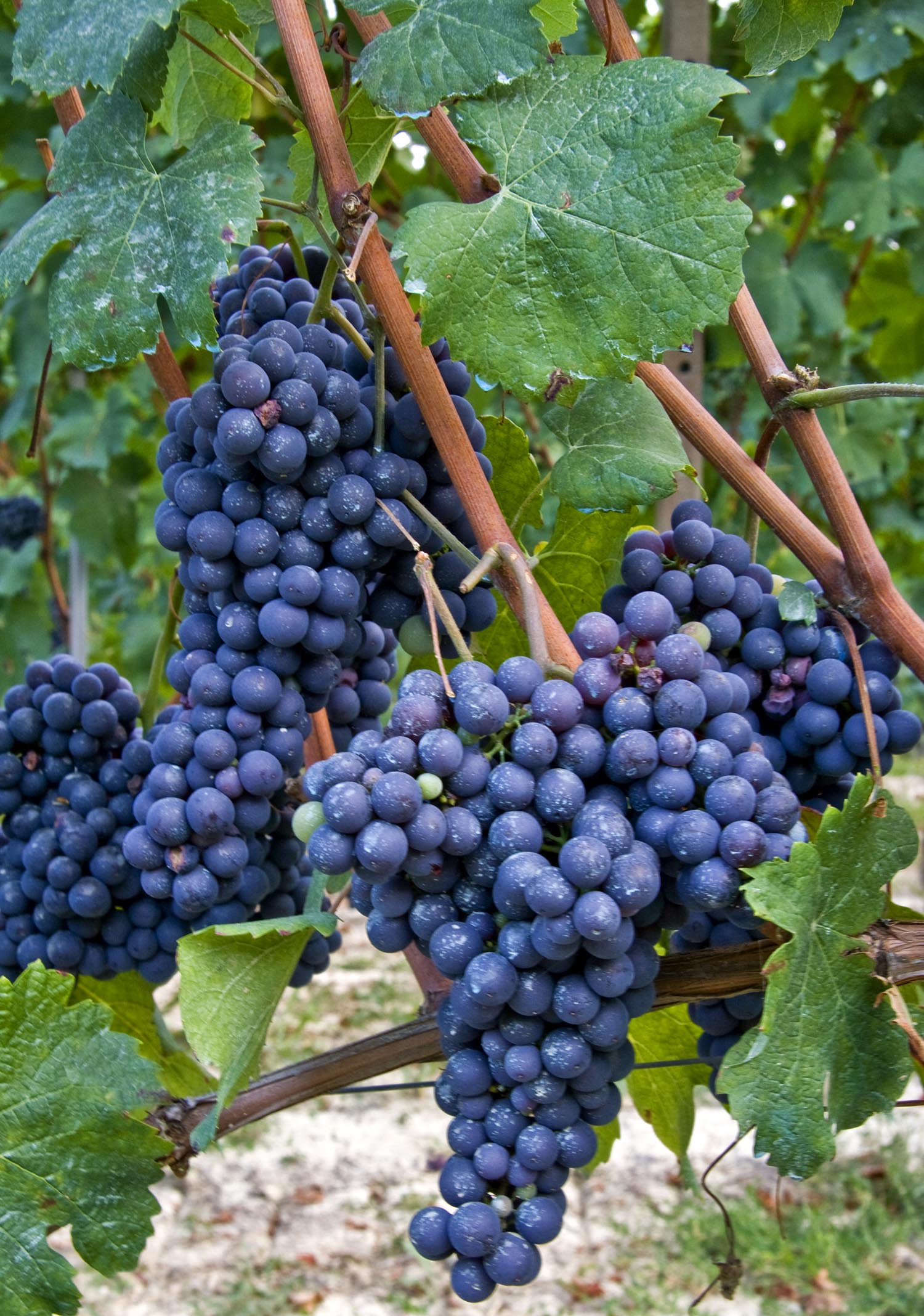Approfondimento sulla biodiversità viticola