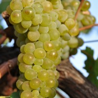 Grappolo di Viognier