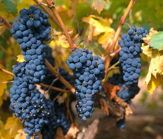 Il Tempranillo