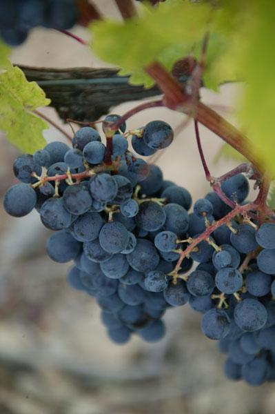 Vitigni poco conosciuti: il Vermentino nero