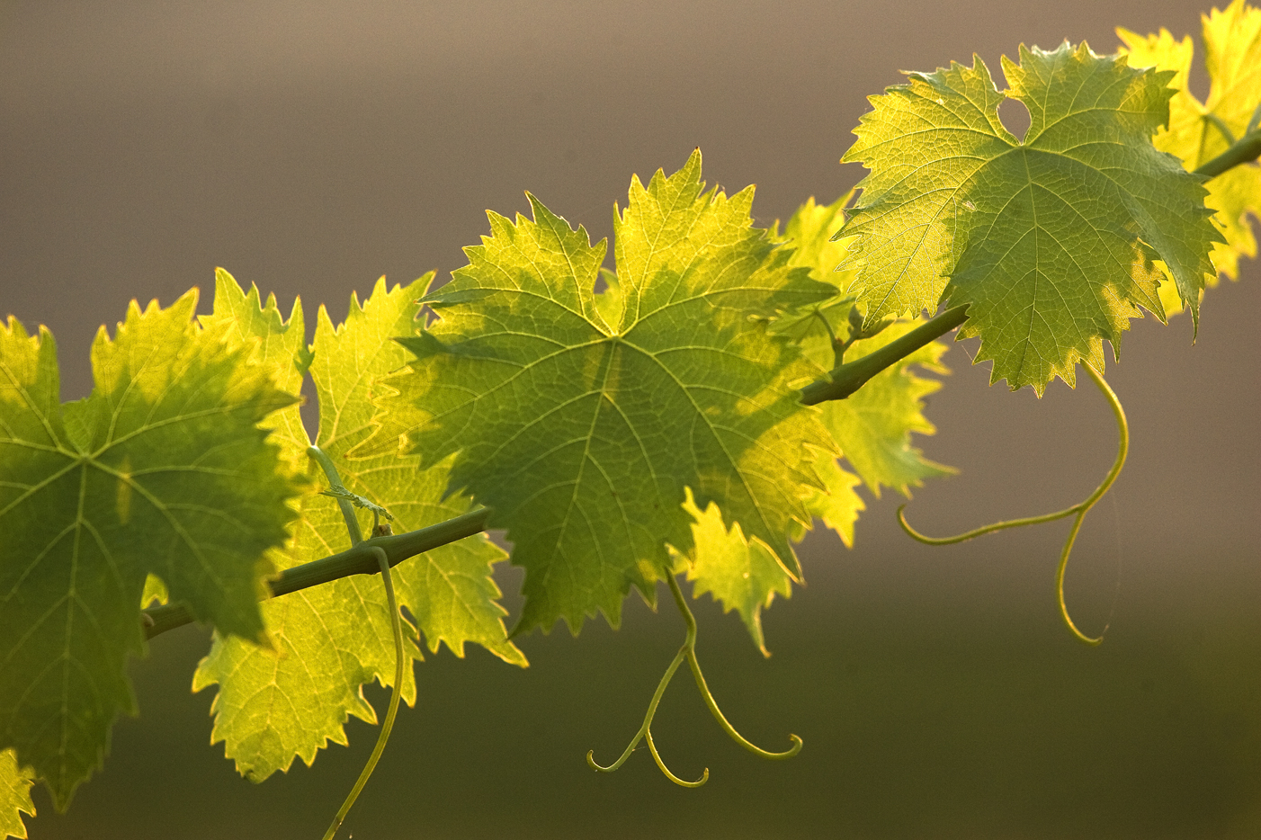 Il Sangiovese è di origine siciliana?