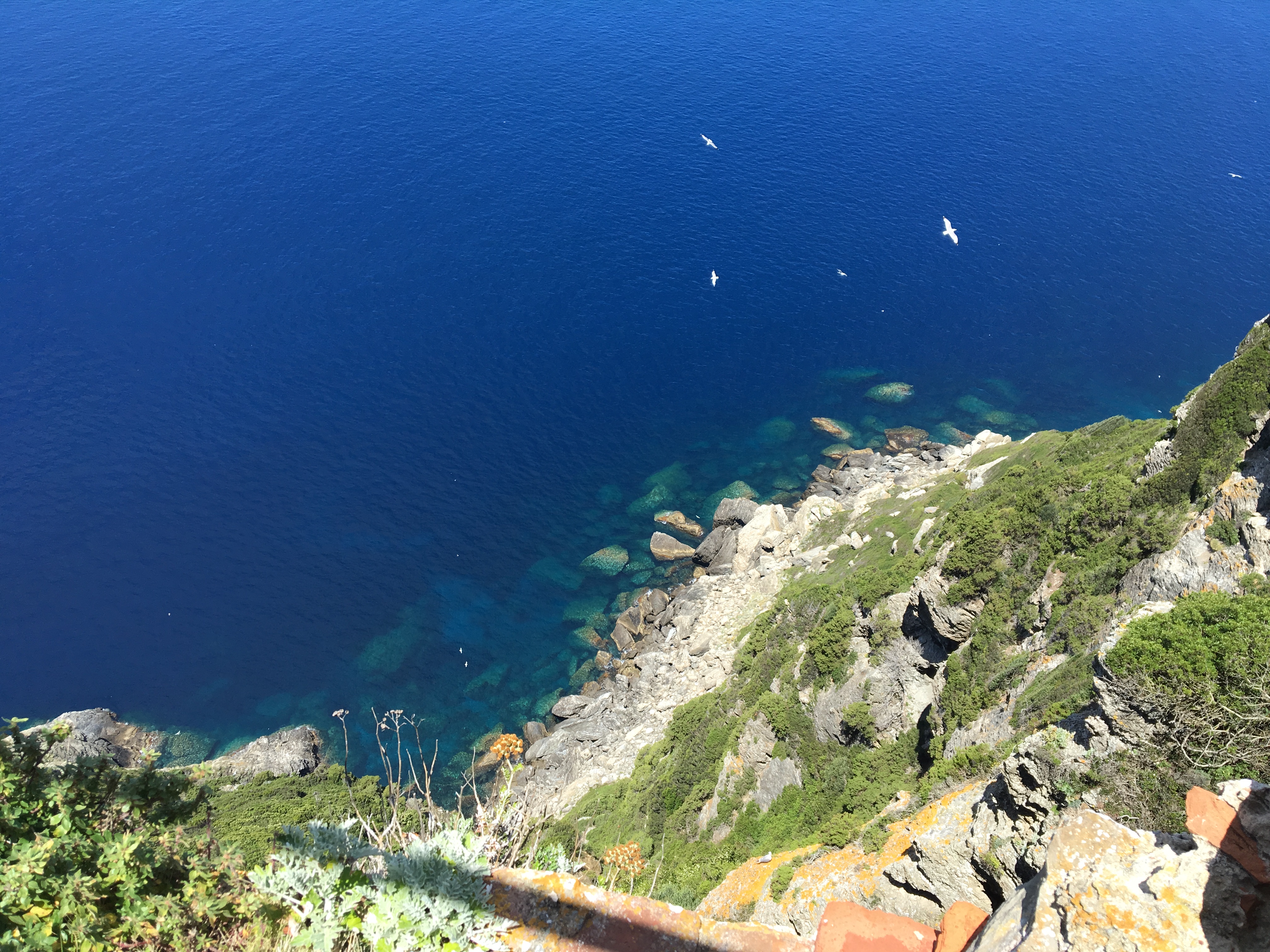 Gorgona: un’isola bellissima, ma anche un vino straordinario!