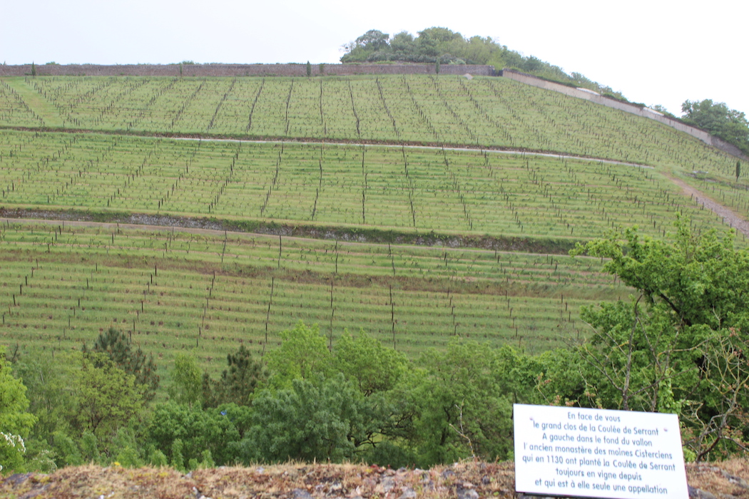 Clos de la Coulée de Serrant