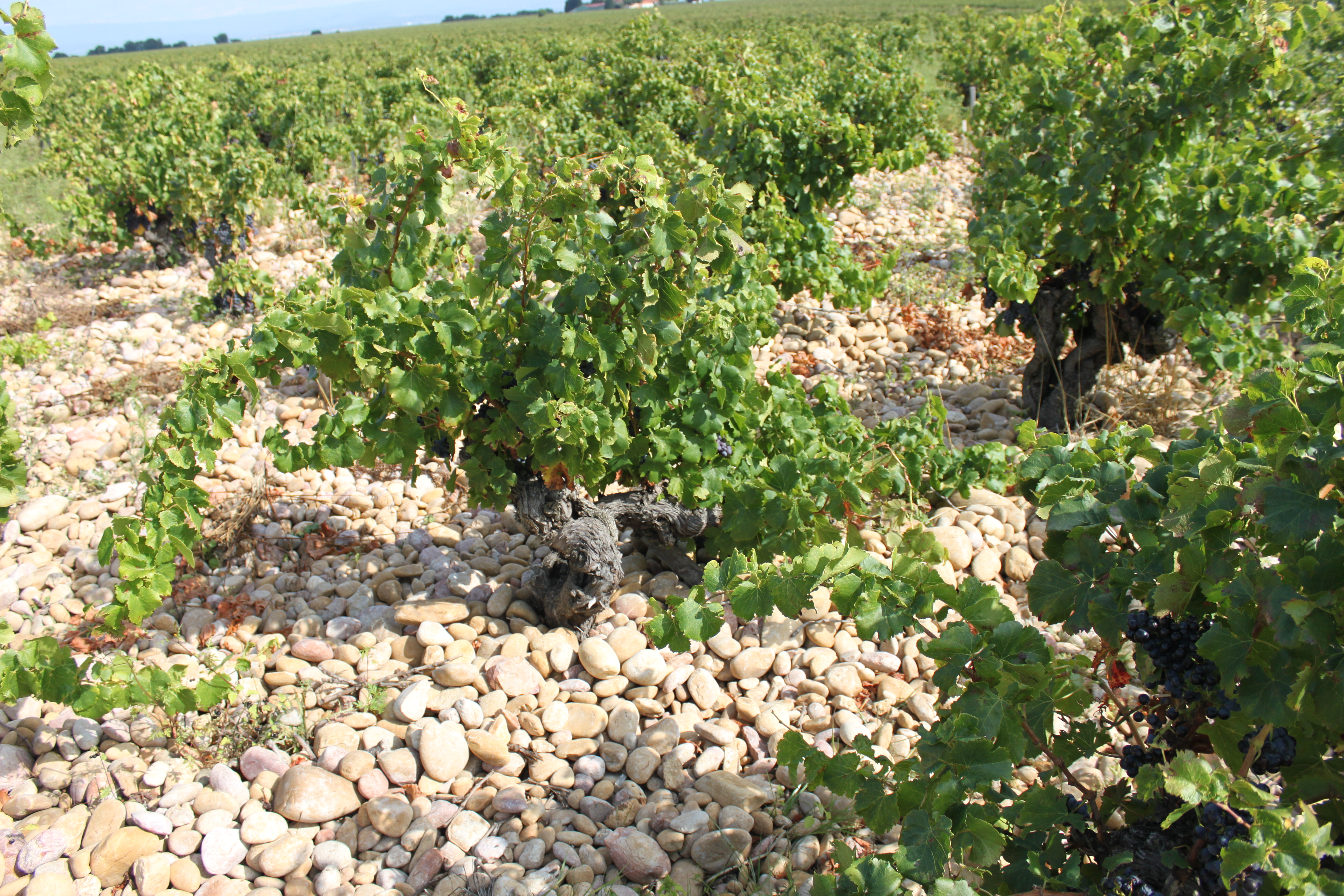 La vite. Vitis vinifera, ma non solo.