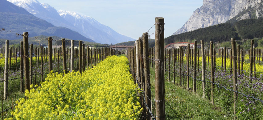 Viticoltura sostenibile e vitigni resistenti
